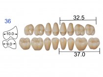 Планка жевательных верхних зубов Kaili 8 шт 36MU